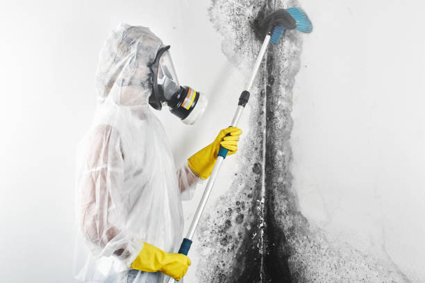  Custer, SD Mold Removal Pros