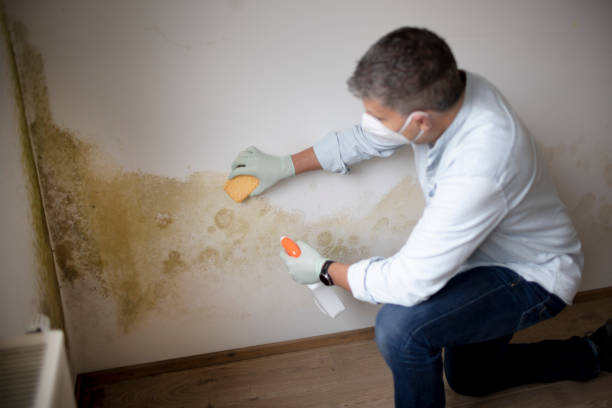 Best Environmental Consulting for Mold Prevention  in Custer, SD