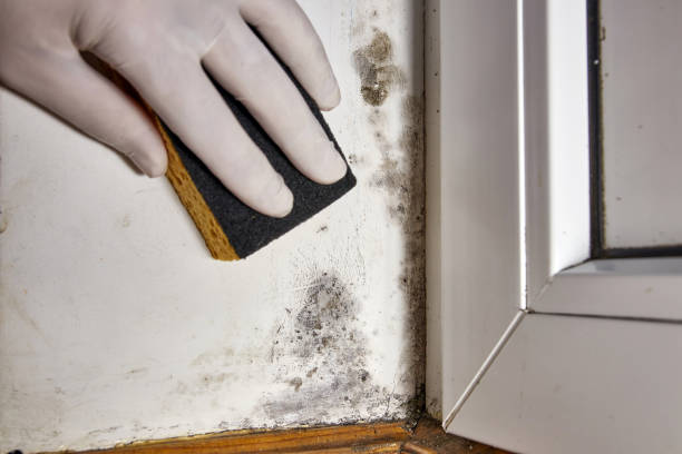 Best Comprehensive Air Testing for Mold Contaminants  in Custer, SD