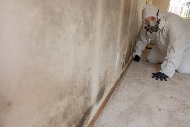 Best Mold Damage Restoration  in Custer, SD